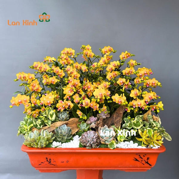 lan hồ điệp mini