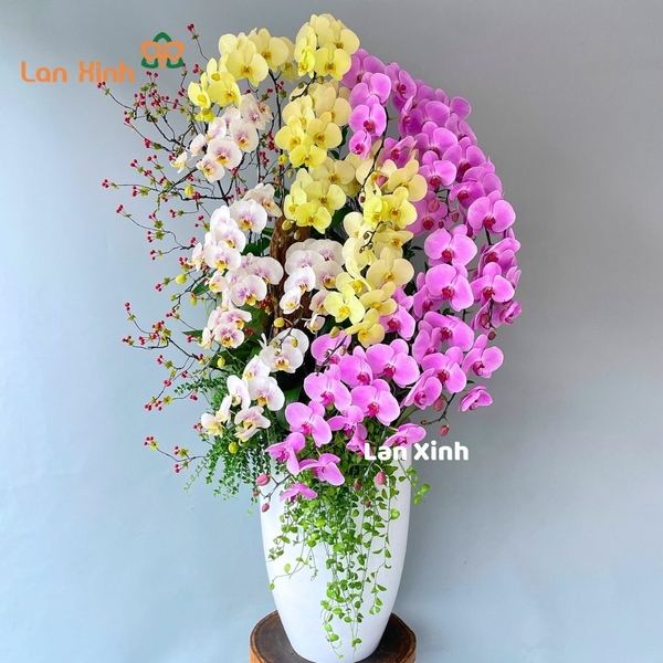 Lan hồ điệp Gò Vấp
