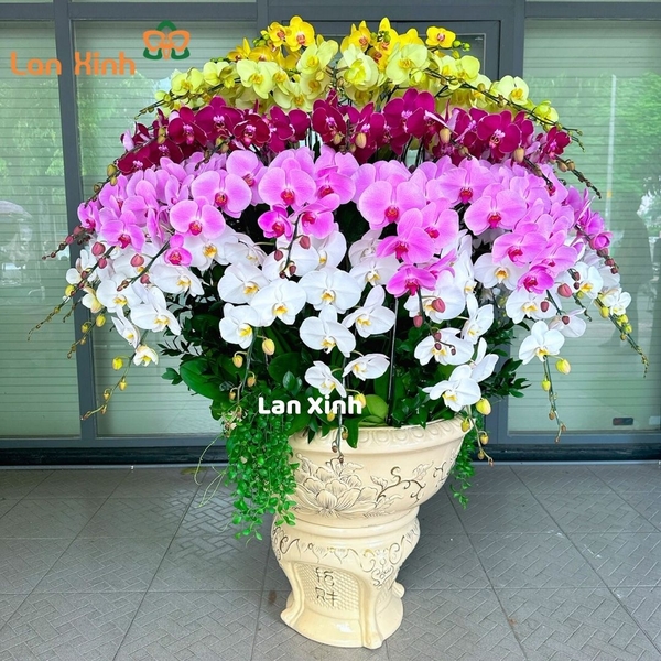 Mẫu chậu lan hồ điệp mix 5 màu hoa khoe sắc rực rỡ&nbsp;