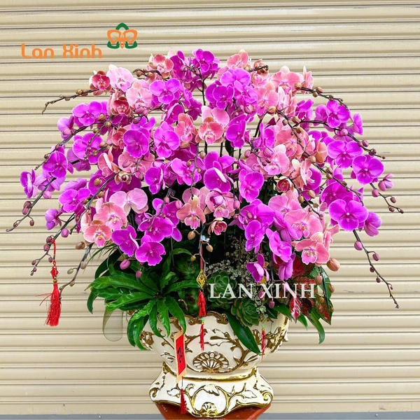 lan hồ điệp mix cam hồng - chậu hoa VIP 