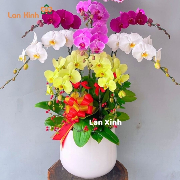 lan hồ điệp mix màu 8 cành - HD402