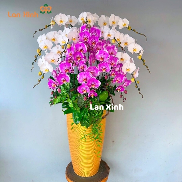 Lan hồ điệp mix trắng hồng bản đồ 15 cành -HD329