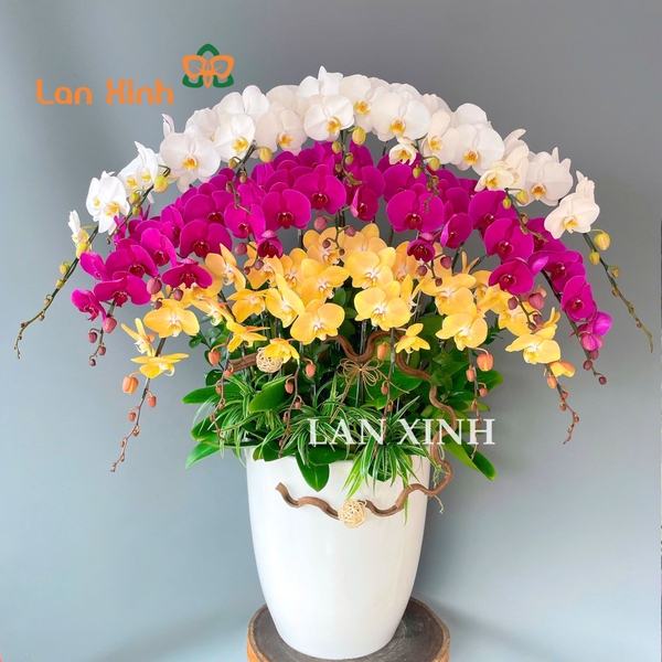 lan hồ điệp quận 10