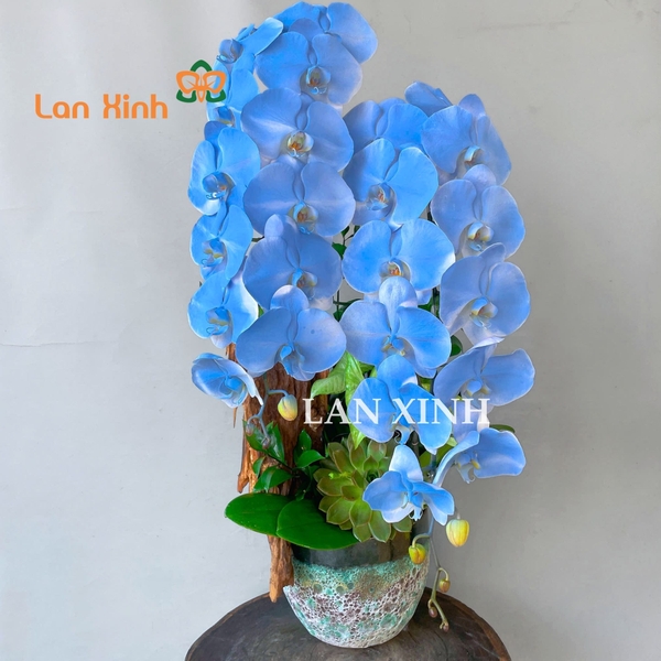 lan hồ điệp nhuộm màu xanh dương