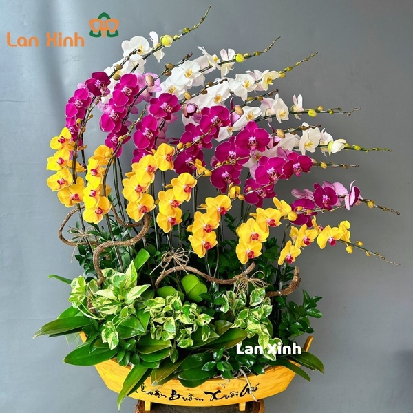 Lan hồ điệp thuyền buồm 3 màu - HD181