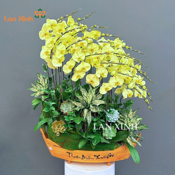 Lan hồ điệp thuyền gỗ màu xanh táo 20 cành - HD621