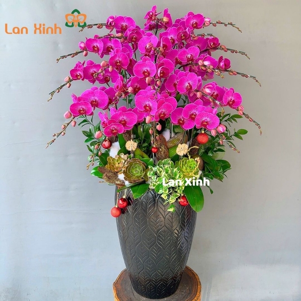 lan hồ điệp tím 20 cành