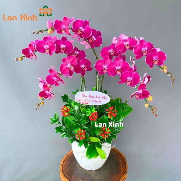 Lan hồ điệp tím 5 cành - HD180