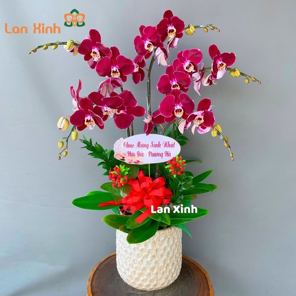 lan hồ điệp tím đỏ 5 cành