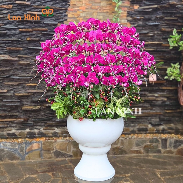 lan hồ điệp tím; hoa lan hồ điệp tím; hoa lan tím; lan tím; hoa phong lan tím; chậu lan hồ điệp tím; hồ điệp tím; chậu lan tím