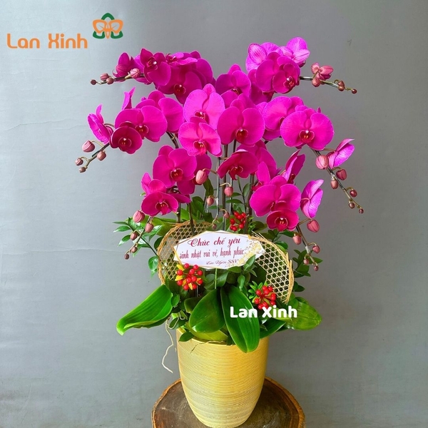 Lan hồ điệp tím 7 cành