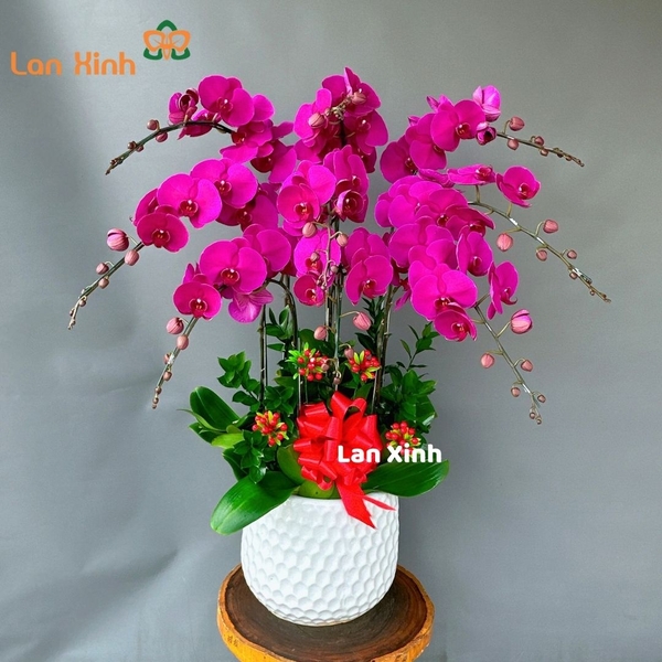 lan hồ điệp tím 9 cành