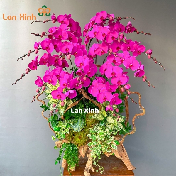 lan hồ điệp tím đậm sen đá gỗ lũa