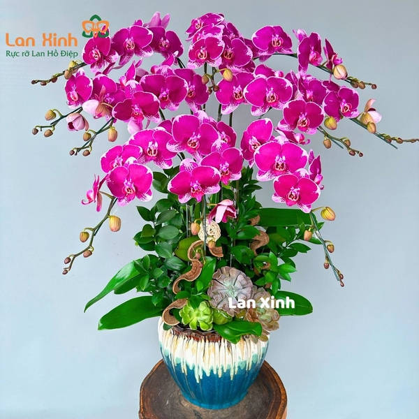 Lan hồ điệp tím đột biến 10 cành