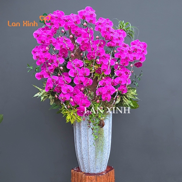 Lan hồ điệp tím ghép lũa cao cấp