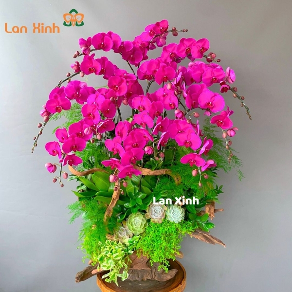 Lan Hồ Điệp Gỗ Lũa