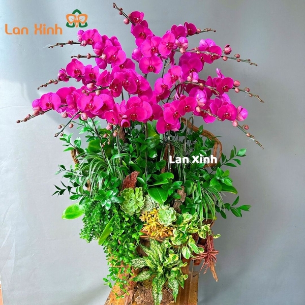 Lan hồ điệp tím gỗ lũa 15 cành - HD152