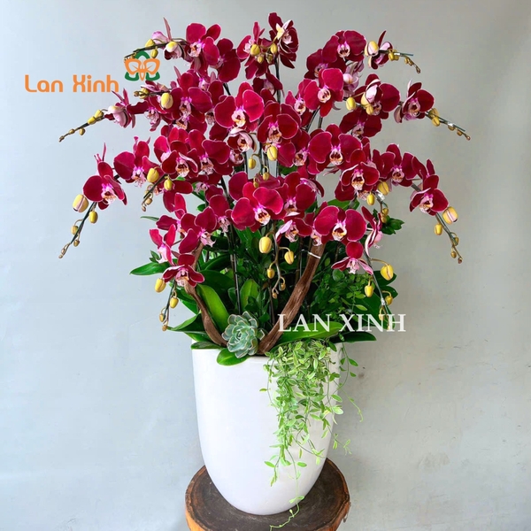 lan hồ điệp quận 10
