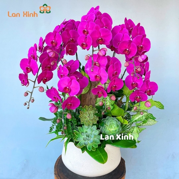 Lan hồ điệp tím sen đá để bàn - HD367