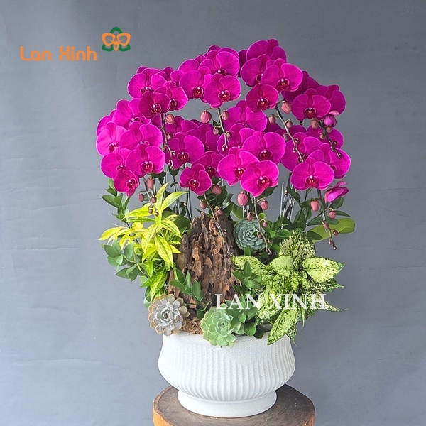Lan hồ điệp tím sen đá gỗ lũa - Điểm nhấn nghệ thuật cho không gian