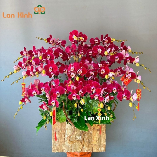 Lan hồ điệp tím đỏ chậu gỗ Tết HD132