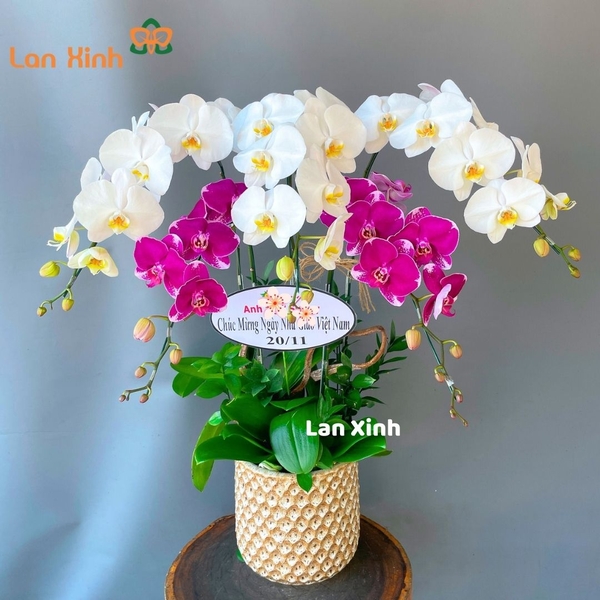 Lan hồ điệp tím trắng 5 cành - HD255