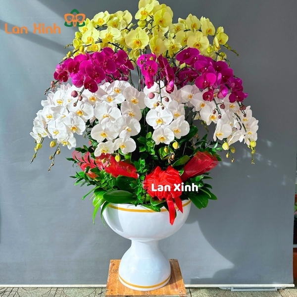 Lan hồ điệp tím trắng xanh - HD263