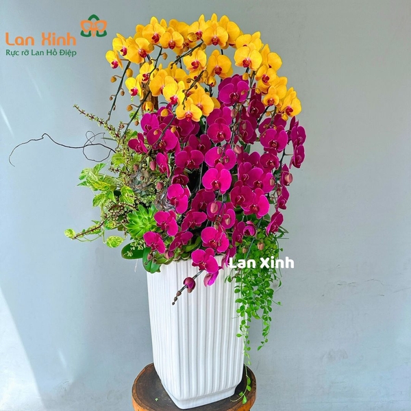 Lan hồ điệp tím vàng 17 cành