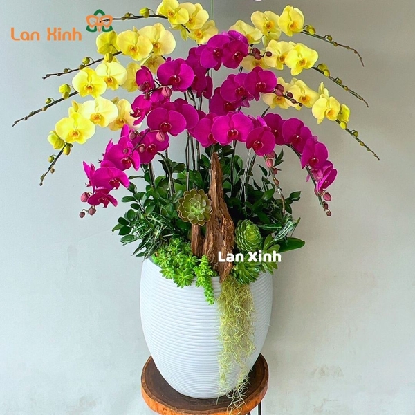 Lan hồ điệp tím xanh 14 cành