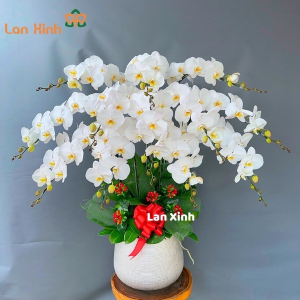 lan hồ điệp trắng 12 cành
