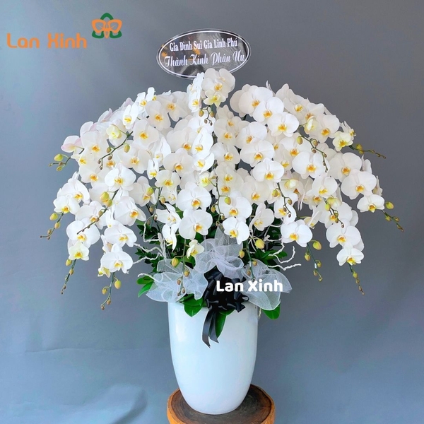 lan hồ điệp trắng 18 cành viếng chia buồn