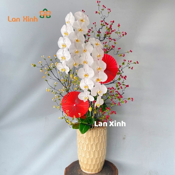 Lan hồ điệp trắng 2 cành VIP - HD454