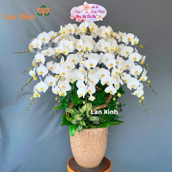 lan hồ điệp trắng