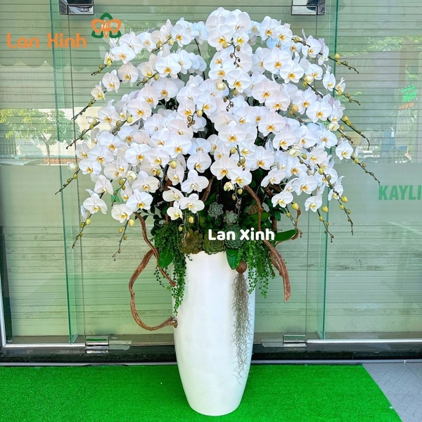 lan hồ điệp trắng