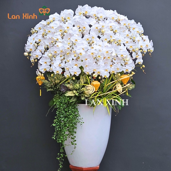 lan hồ điệp trắng; hoa lan trắng; hoa lan hồ điệp trắng; hồ điệp trắng; chậu lan hồ điệp trắng; hoa lan hồ điệp; lan hồ điệp; hoa lan;