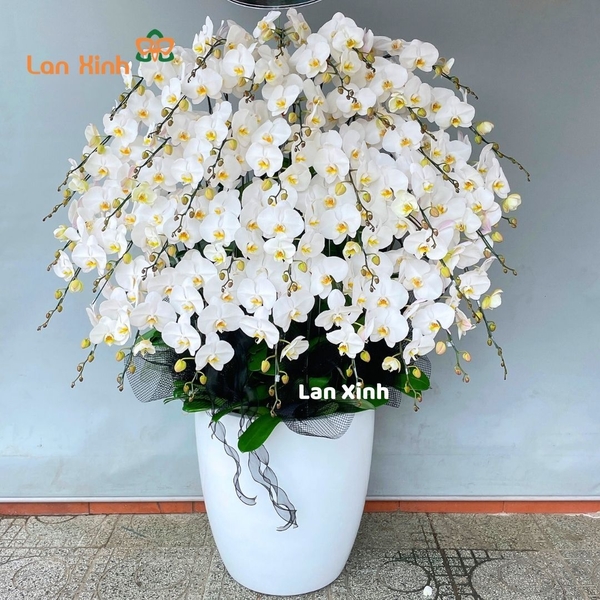 Lan hồ điệp trắng 40 cành viếng chia buồn - HD428