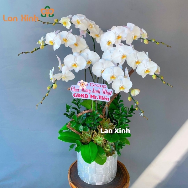 lan hồ điệp trắng