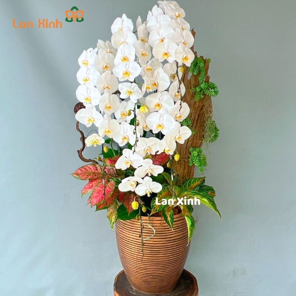 Lan hồ điệp trắng 5 cành VIP nghệ thuật - HD368
