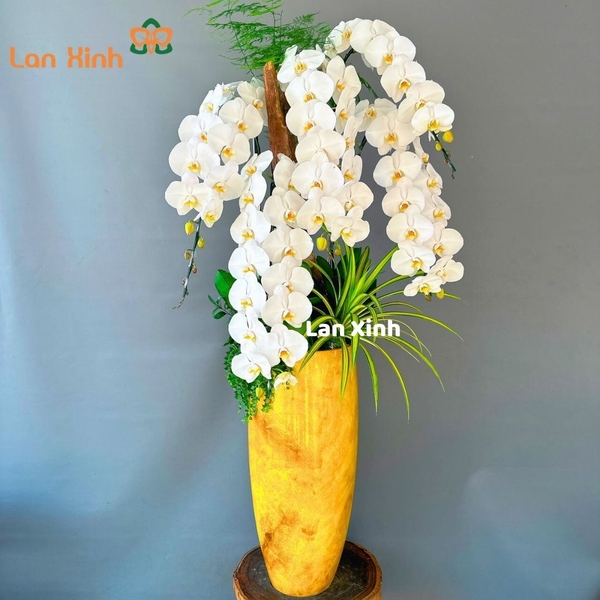 lan hồ điệp trắng