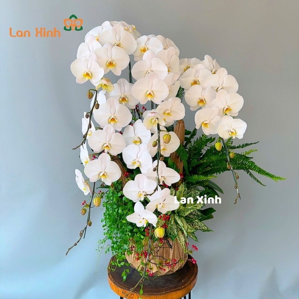 Lan hồ điệp trắng 5 cành VIP mix gỗ lũa - HD512