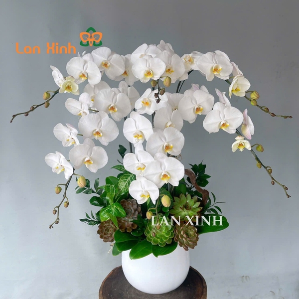 lan hồ điệp trắng 6 cành mix sen đá
