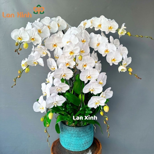 Lan hồ điệp trắng 7 cành