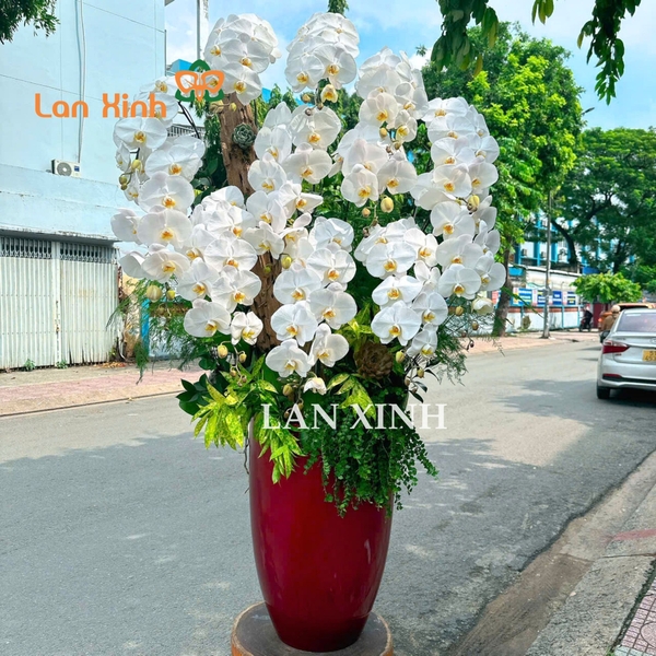 lan hồ điệp quận 10