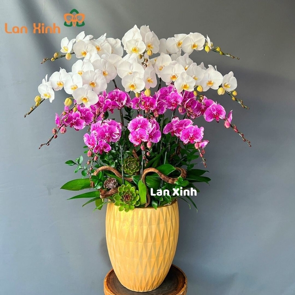 Lan hồ điệp trắng mix đột biến hồng 16 cành - HD222