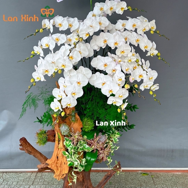 Lan hồ điệp trắng gỗ lũa 13 cành - HD177