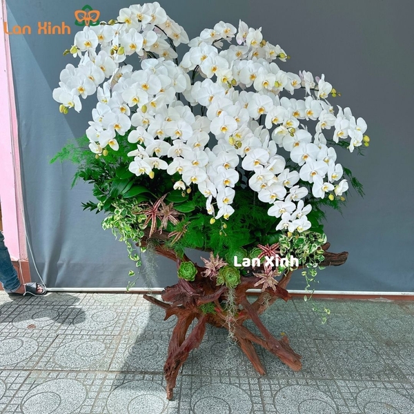 Lan hồ điệp trắng gỗ lũa 19 cành - HD262