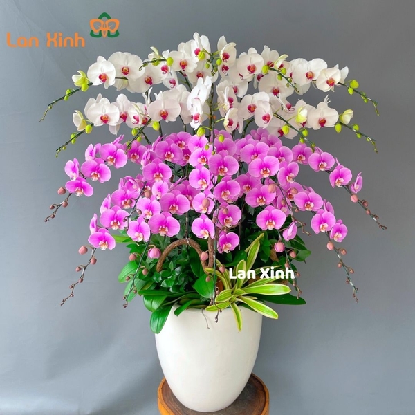 Lan hồ điệp trắng hồng 20 cành - HD216
