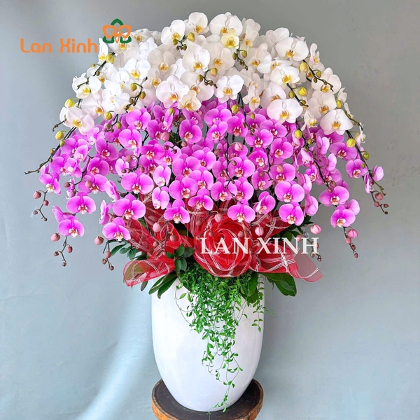 Chậu hoa lan hồ điệp trắng hồng 30 cành - chậu hoa lan tặng khai trương đẹp