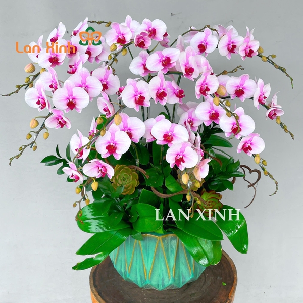 lan hồ điệp trắng hồng để bàn cắm kiểu