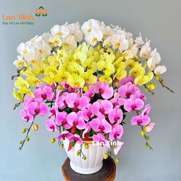 lan hồ điệp trắng hồng xanh 15 cành